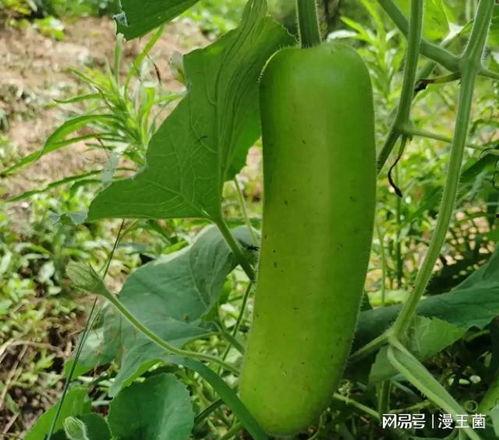 泰安夜里有瓜吃,瓜果飘香，尽享美食盛宴