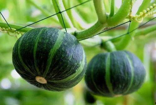 丰收瓜可以怎么吃