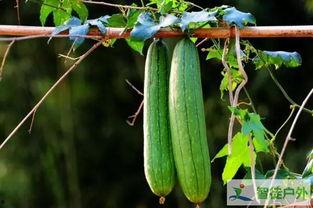 什么瓜必吃,揭秘“什么瓜必吃”的五大理由