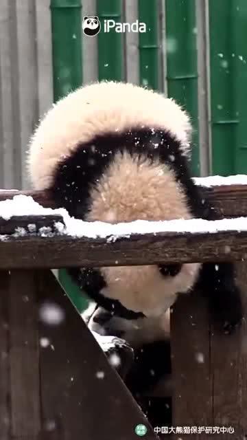 吃瓜小熊双十一,吃瓜小熊的双十一购物狂欢记