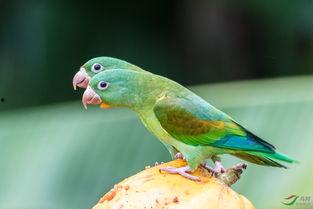 鸟吃的小瓜品种,揭秘小瓜品种的生态魅力