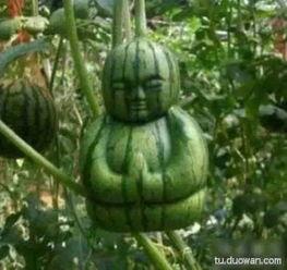 吃瓜搞笑的西瓜,西瓜里的欢乐时光