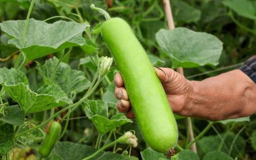 瓠瓜吃发苦,探究苦味成因与食用安全