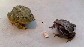 大蛤蟆怎么吃瓜,大蛤蟆的独特吃瓜技巧揭秘