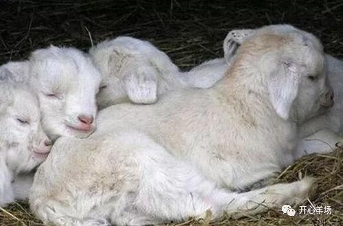 小羊直播间吃瓜,一场别开生面的吃瓜盛宴