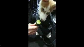 吃瓜吃狗狗吃的东西视频,跟随镜头探寻狗狗的味蕾世界