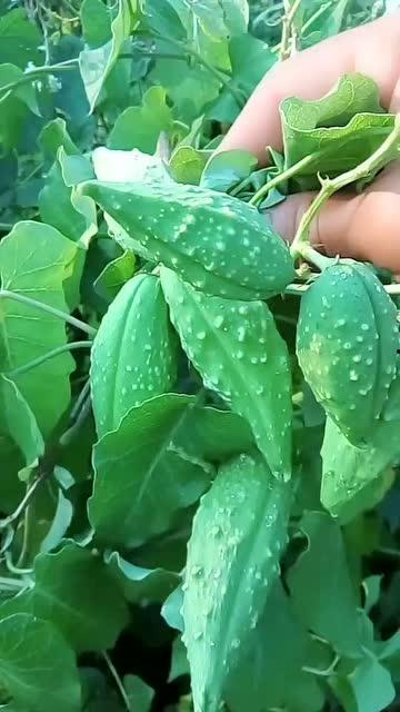 瓢瓜怎么吃减肥,轻松享瘦的秘密武器