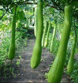 唐县山阳村吃瓜,夏日里的瓜香四溢，村民共享丰收喜悦