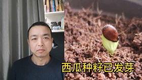 电梯吃瓜被扔,吃瓜引发的意外事件