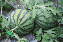 吃瓜在线吃瓜入口,一入口尽享瓜界盛宴