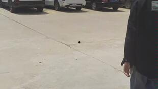 吃瓜厨房鸭子,鸭子的美食之旅