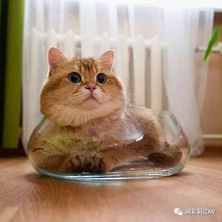 橘猫在线吃瓜,笑料横生，带你领略萌宠界的欢乐时光
