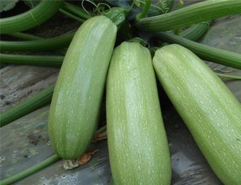 吃瓜协会的作用,揭秘网络舆论场的“瓜农”力量