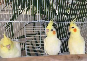 吃瓜长大的羊,揭秘羊界“网红”的瓜田生活