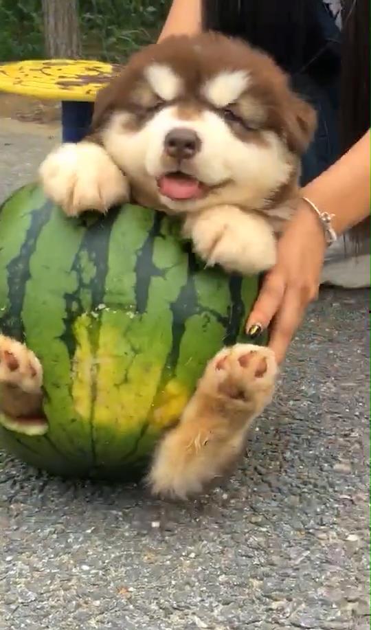 狗狗吃瓜不吃皮,揭秘狗狗偏爱瓜肉的秘密