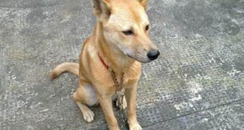 小土狗可以吃瓜,瓜果乐园探秘