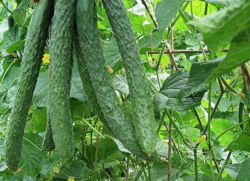 每日最新吃瓜,揭秘娱乐圈最新热点事件