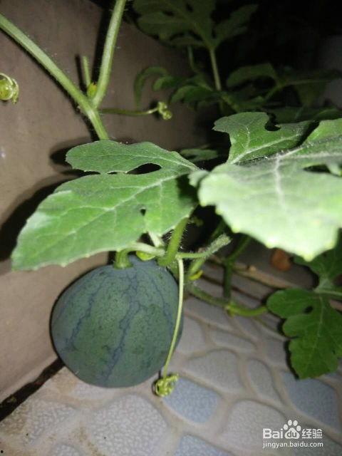 吃种子的瓜,探索吃种子的瓜的奇妙之旅