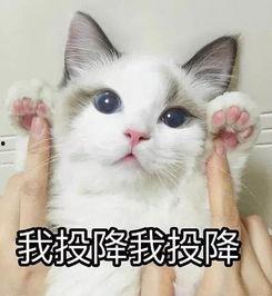 吃瓜群众头像猫咪,猫咪视角下的娱乐圈风云