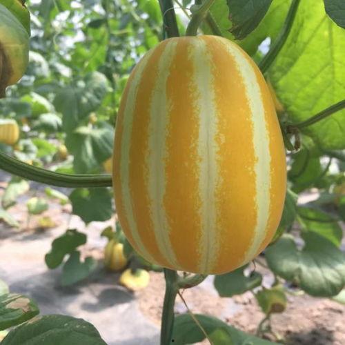 上海吃瓜头像,揭秘都市生活的一角