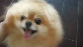 博美犬可以吃瓜吗,瓜类水果的适宜摄入与禁忌