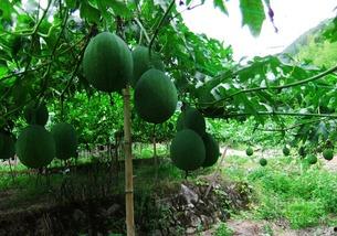 吃吊瓜会胀气吗,吊瓜食用后是否会引发胀气现象解析