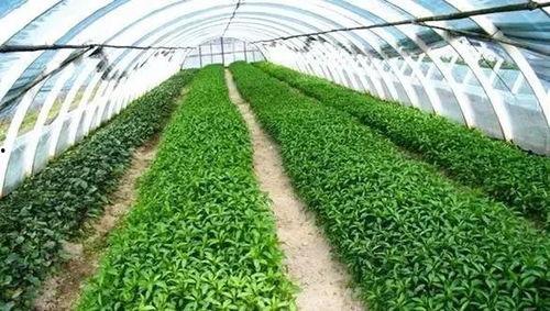 寿光棚劳务吃瓜