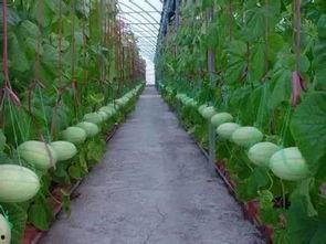 吃瓜群众收益多少,揭秘吃瓜群众收益大揭秘