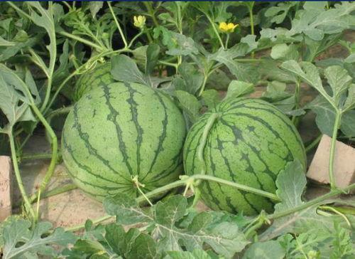 长沙ifs吃瓜事件,一场网络热议的美食风波