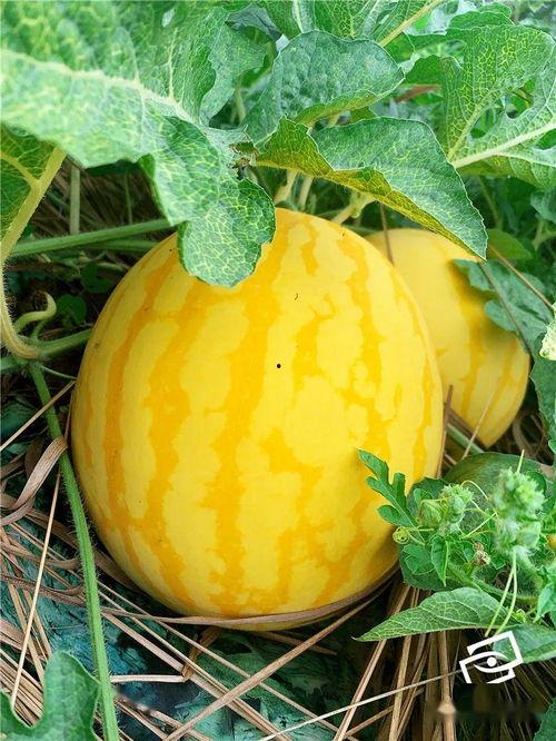 海哲瓜怎么吃,探索海洋美味新境界