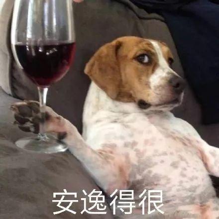 搞笑头像动物吃瓜,动物们的欢乐吃瓜时刻